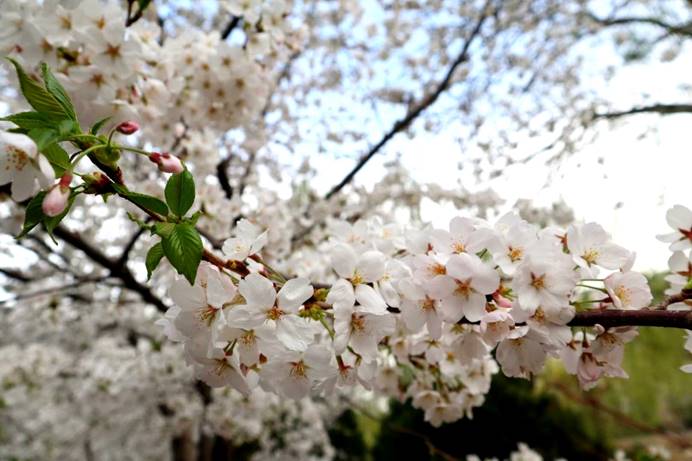 最美4月樱花季，你知道观赏樱花的正确打开方式吗？