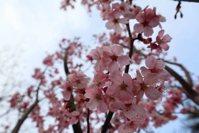 最美4月樱花季，你知道观赏樱花的正确打开方式吗？