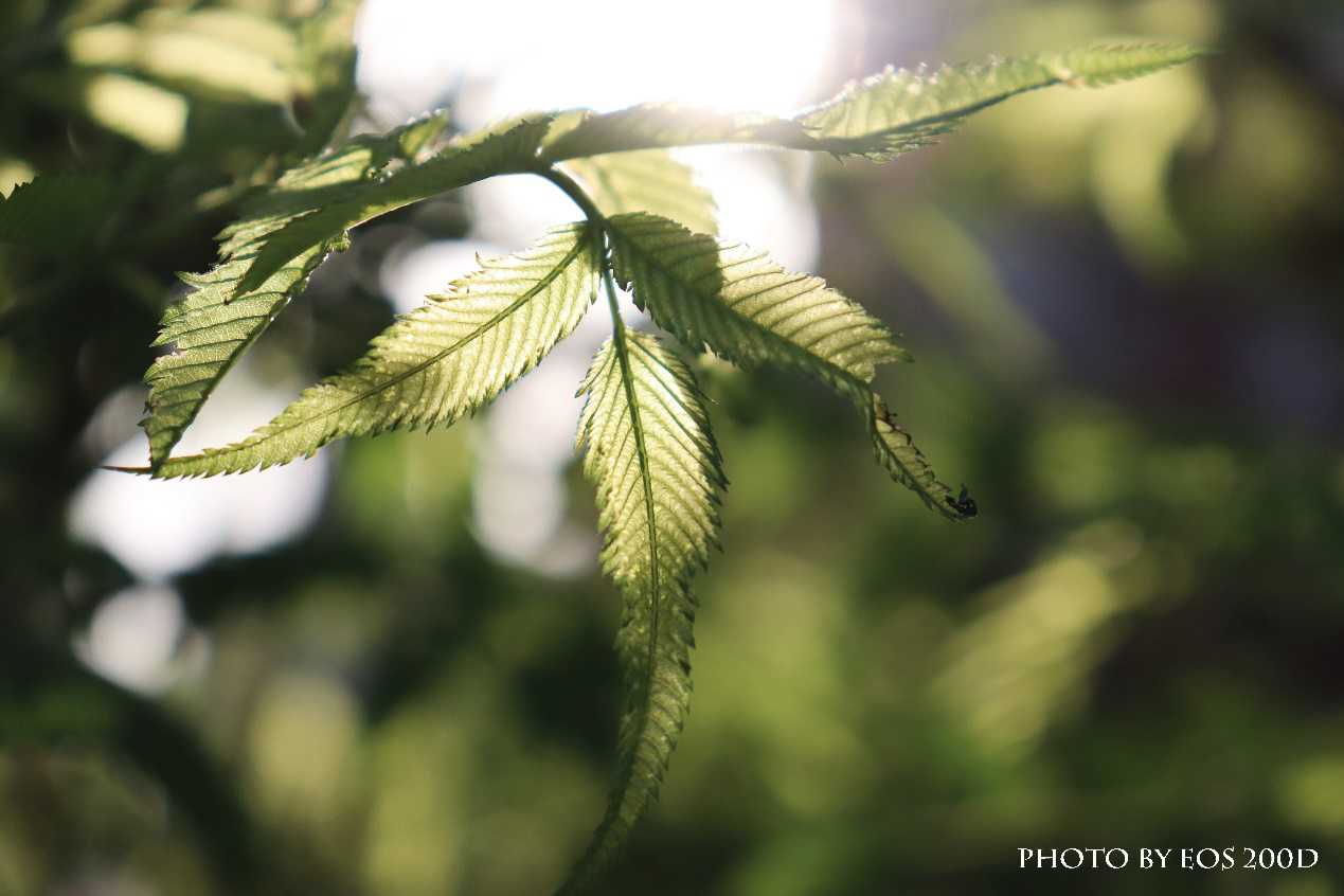 mini单反EOS 200D 春日行摄 爱上最透明的那一缕阳光