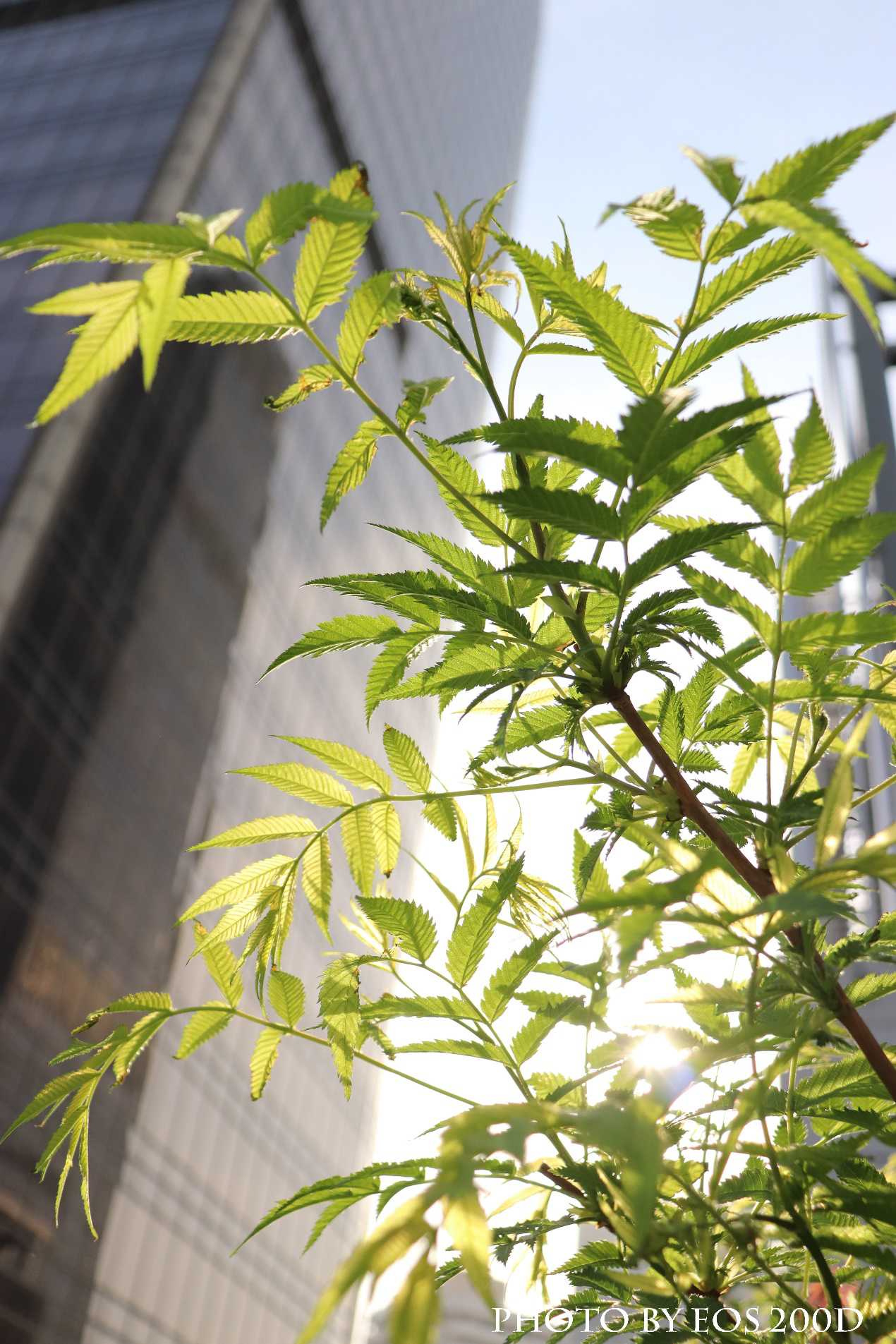 mini单反EOS 200D 春日行摄 爱上最透明的那一缕阳光