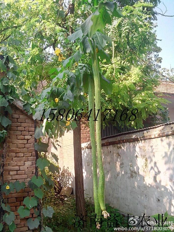 广东4米超长太空丝瓜种子