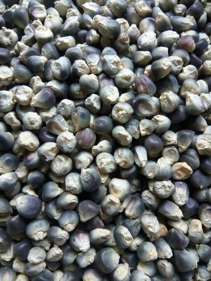 供应穗大高产优质黑糯玉米种子