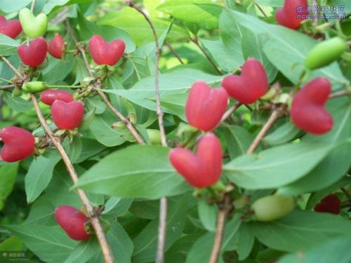 优质水果树种苗健身果，相思果种苗，无核杈杷果种苗