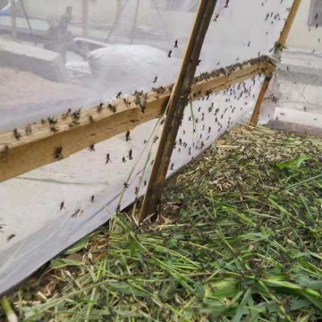 全新料蚂蚱养殖网工厂批发定做成品网棚加厚耐咬耐日晒质量好
