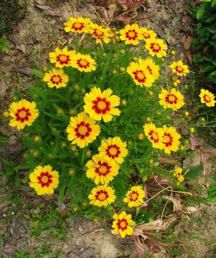 青州金鸡菊_实惠金鸡菊潍坊