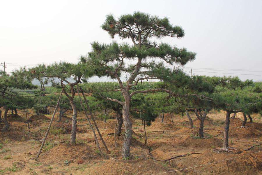 生长时候是如何调整造型黑松造型