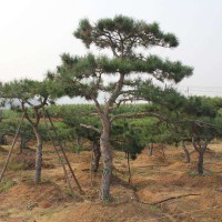 入秋后造型黑松怎样维护？
