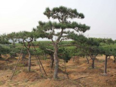 造型油松的栽种误区