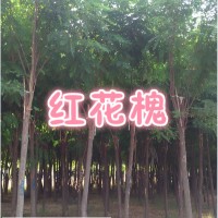 河北红花刺槐 10公分红花刺槐价格 河北红花刺槐基地