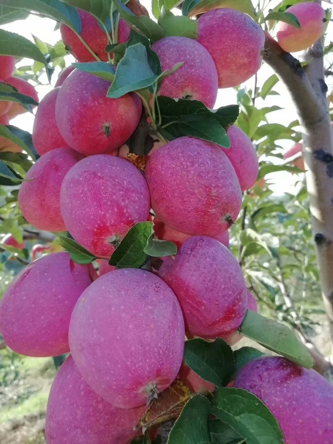 吉林鸡心果苗_锦绣海棠果树苗价格_嫁接苹果苗基地