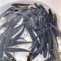 河北鱼苗批发
