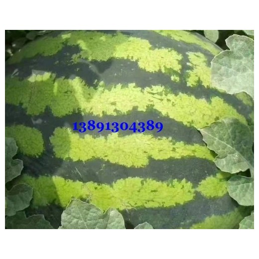 陕西大棚金城5西瓜产地，陕西长花皮西瓜产地批发