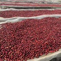 汇川实业河南濮阳咖啡豆采购：国内国外生豆熟豆+冻干加工一条链